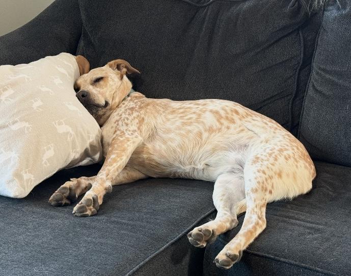 Enlarge Stormy, a ADOPTABLE Australian Cattle Dog / Blue Heeler in Troy, MI image 4/6