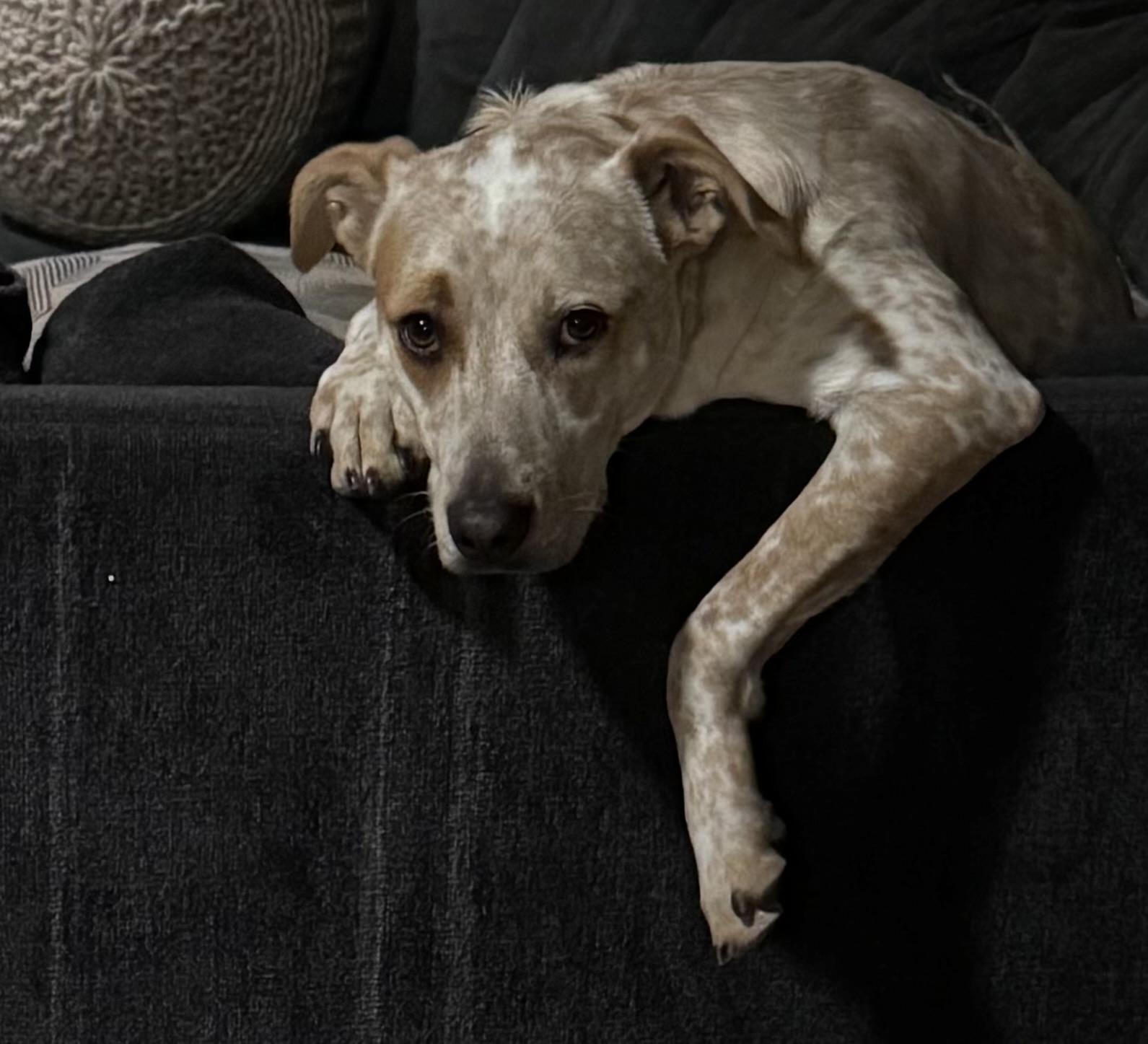 Enlarge Stormy, a ADOPTABLE Australian Cattle Dog / Blue Heeler in Troy, MI image 5/6