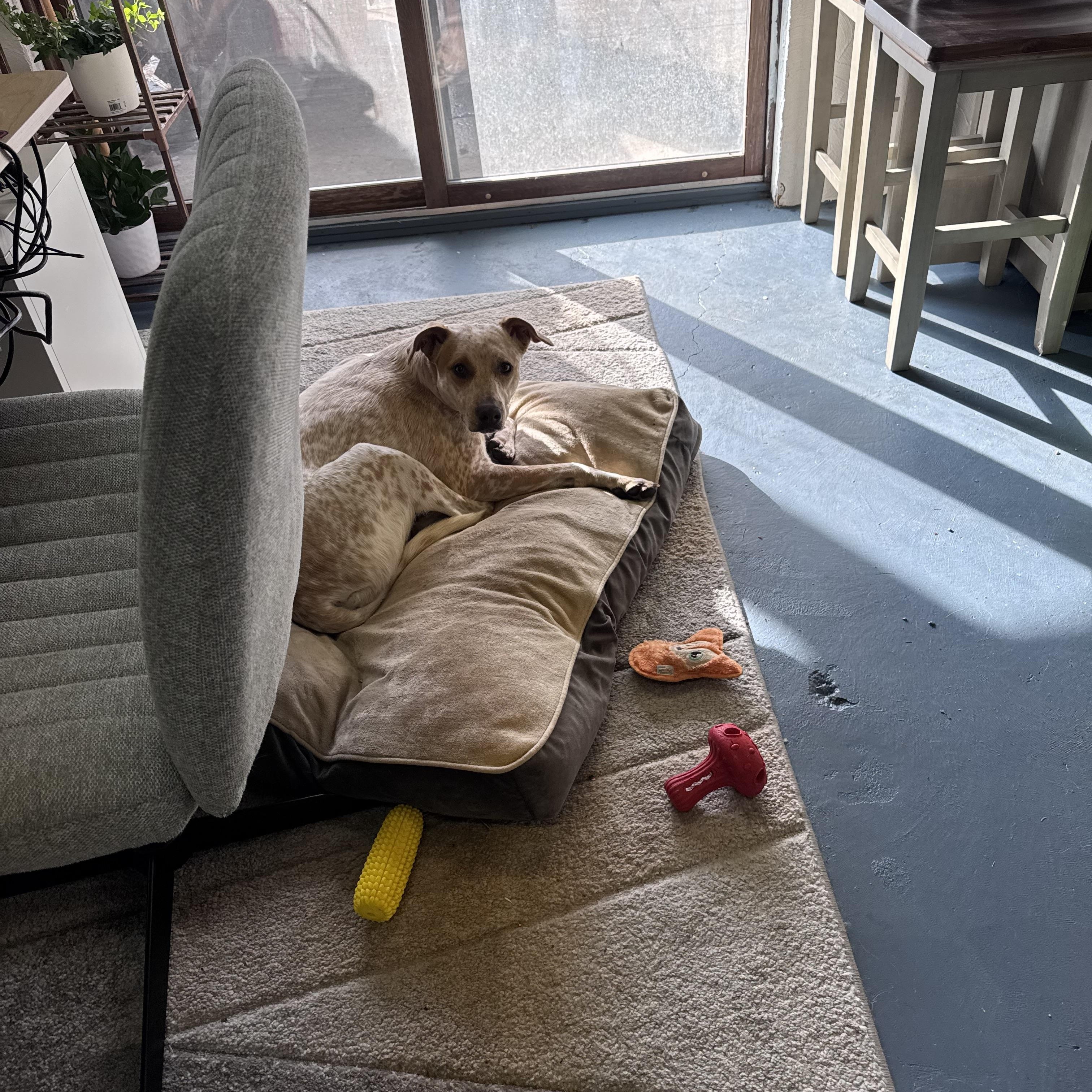 Enlarge Stormy, a ADOPTABLE Australian Cattle Dog / Blue Heeler in Troy, MI image 6/6