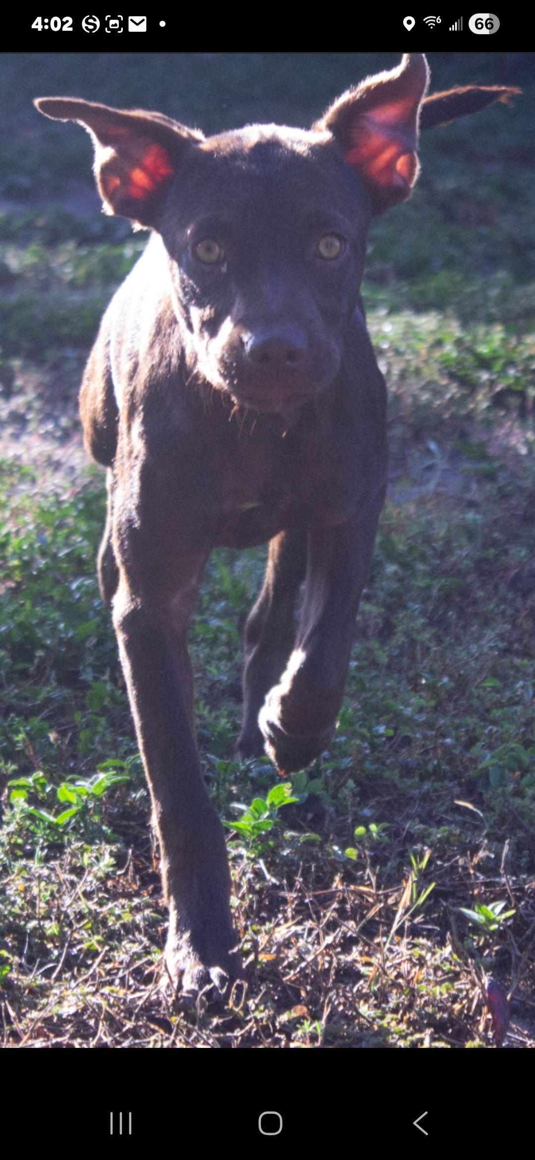 Braelyn, a Adopted mixed breed in Brooksville, FL image 1/3