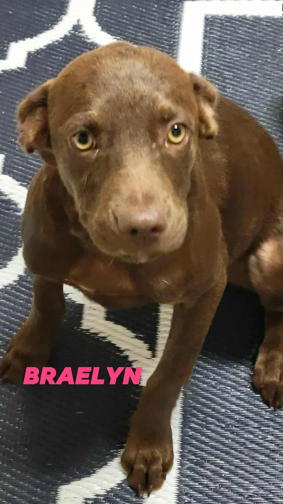 Braelyn, a Adopted mixed breed in Brooksville, FL image 2/3