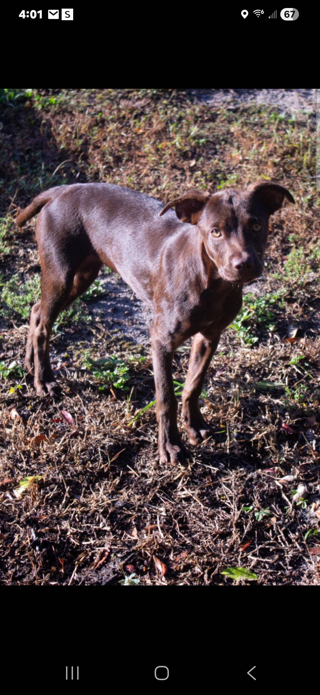 Braelyn, a Adopted mixed breed in Brooksville, FL image 3/3