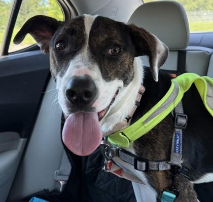 Jazzy, Adoptable, Young Female Terrier & Mixed Breed.
