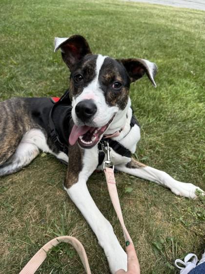 Enlarge Jazzy, a Adoptable mixed breed in Madison, NJ image 2/3