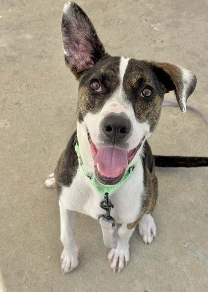 Enlarge Jazzy, a Adoptable mixed breed in Madison, NJ image 3/3