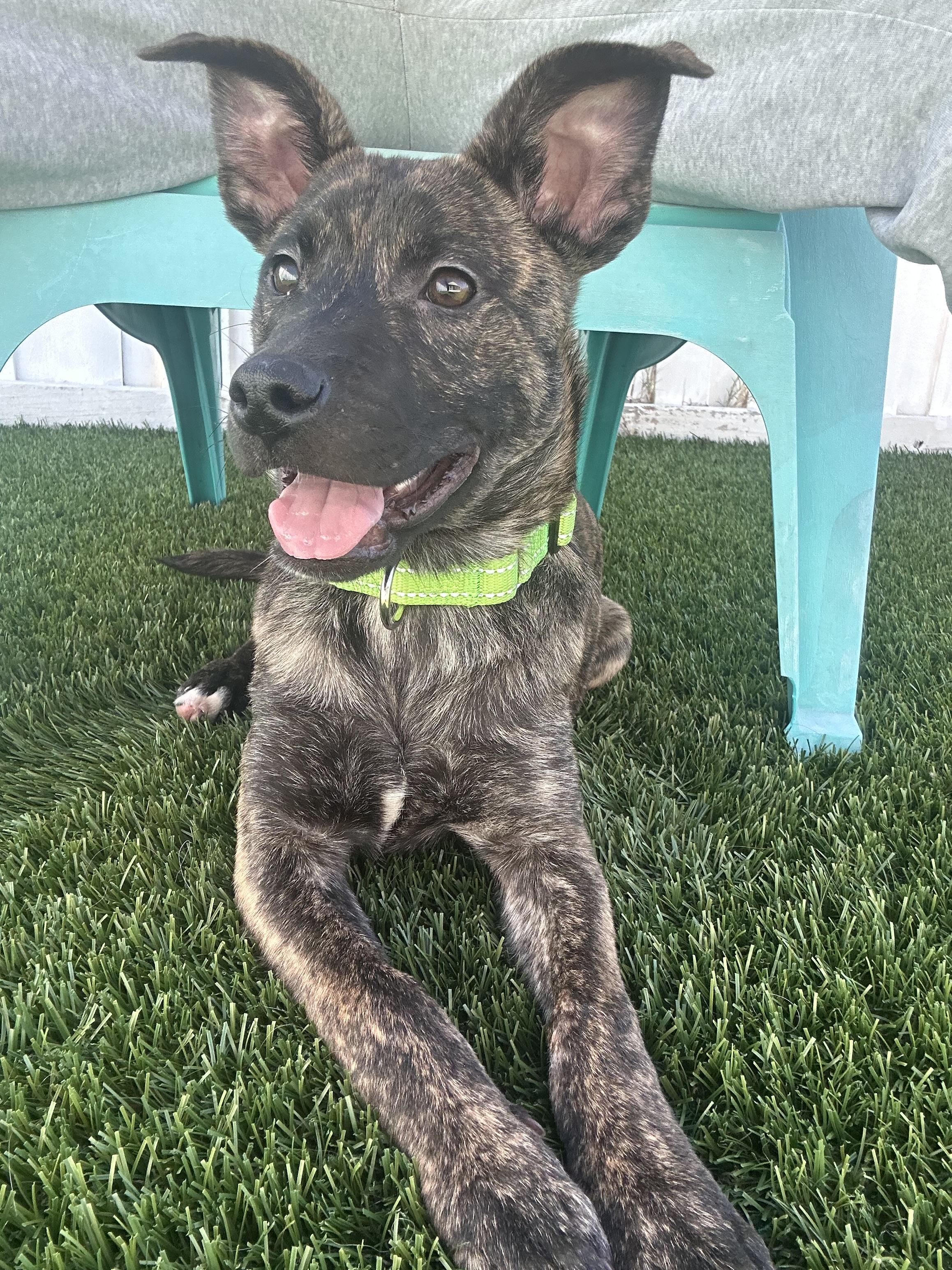 Ricky, ADOPTABLE, Puppy Male Hound.