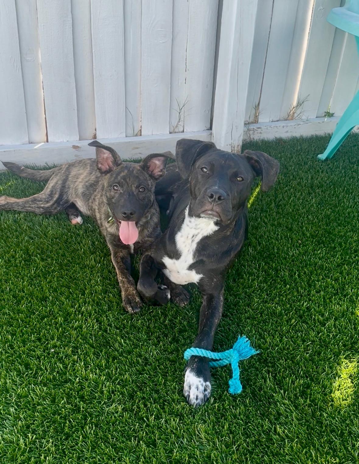 Enlarge Ricky, a ADOPTABLE mixed breed in tampa, FL image 2/3