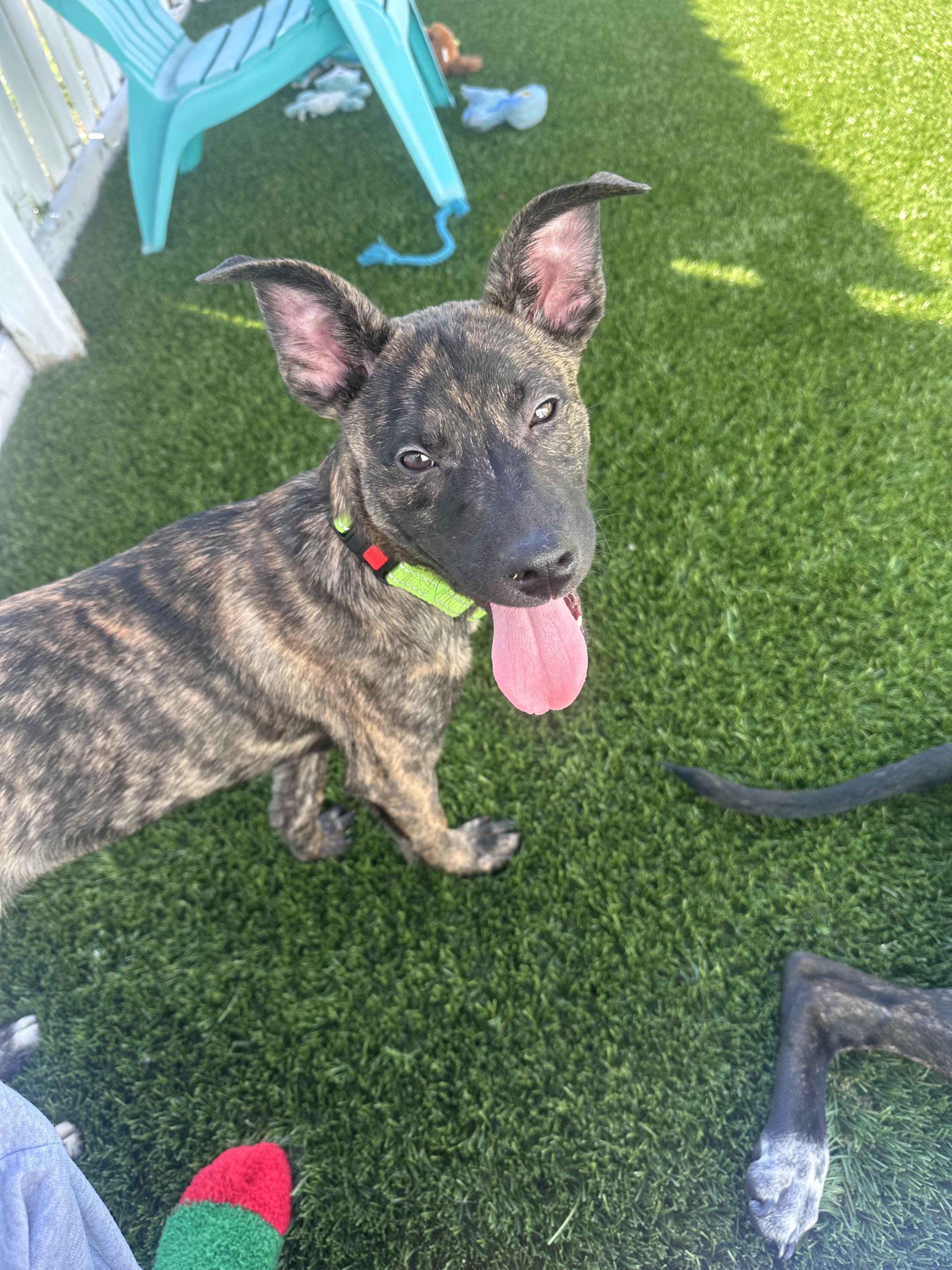 Enlarge Ricky, a ADOPTABLE mixed breed in tampa, FL image 3/3