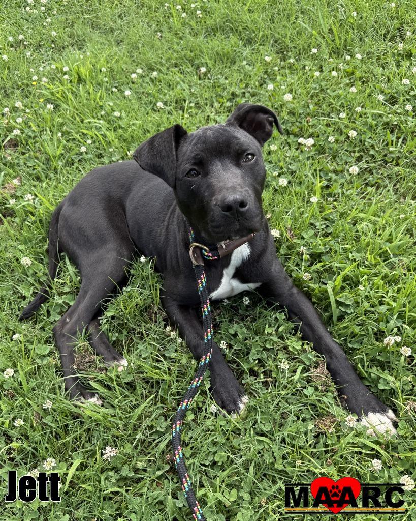 Jett, Adoptable, Puppy Male Pit Bull Terrier & Labrador Retriever.
