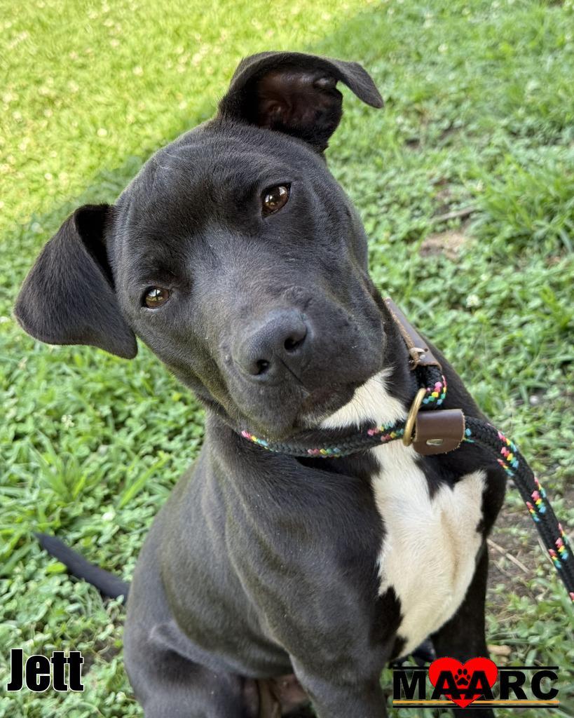 Enlarge Jett, a Adoptable mixed breed in Maryville, TN image 2/2