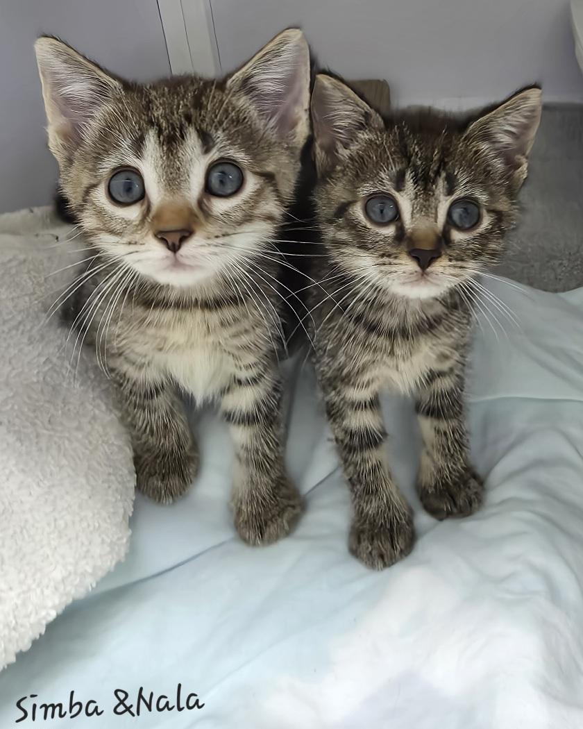 Simba & Nala