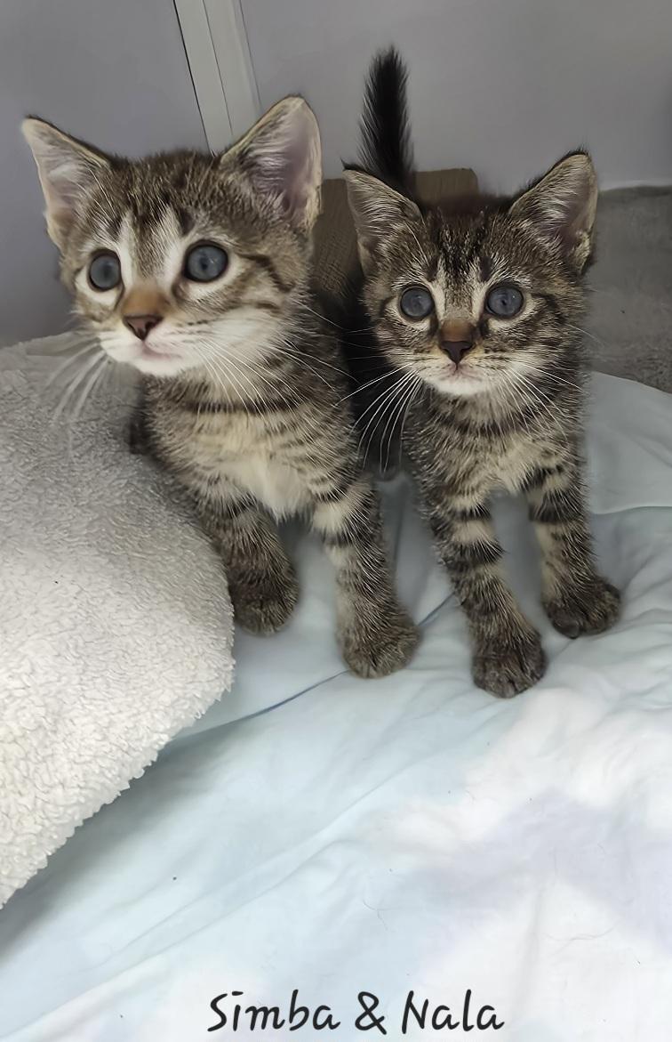 Simba & Nala