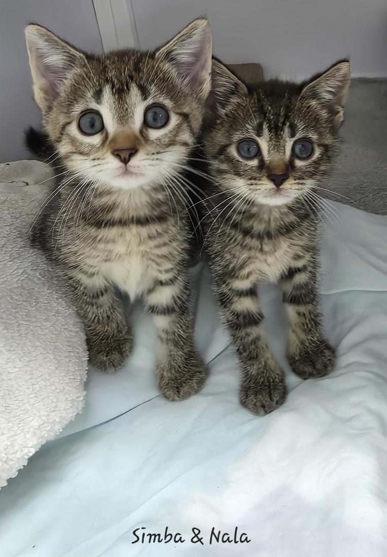 Simba & Nala