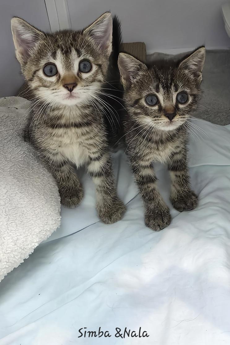 Simba & Nala
