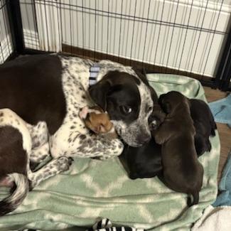 Enlarge Lindsay, a Adoptable Mixed Breed in Bentonville, AR image 1/6