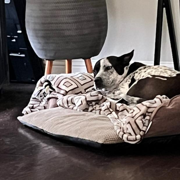 Enlarge Lindsay, a Adoptable Mixed Breed in Bentonville, AR image 2/6