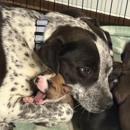 Enlarge Lindsay, a Adoptable Mixed Breed in Bentonville, AR image 3/6