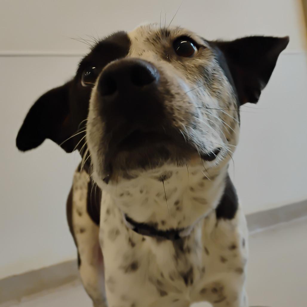 Enlarge Lindsay, a Adoptable Mixed Breed in Bentonville, AR image 4/6