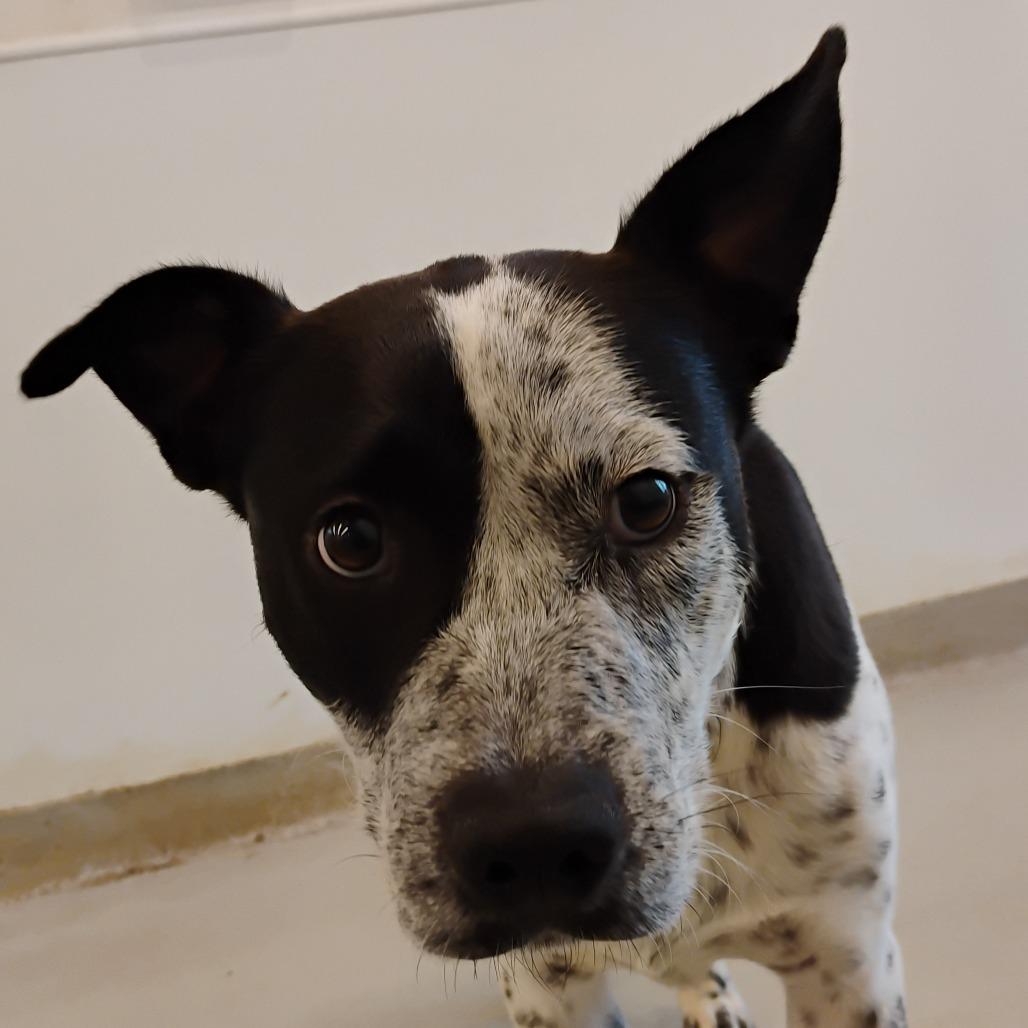 Enlarge Lindsay, a Adoptable Mixed Breed in Bentonville, AR image 5/6