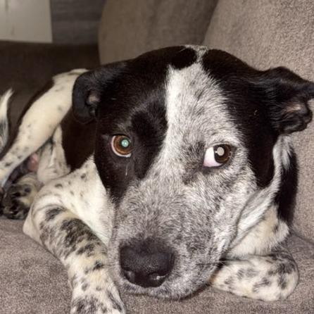 Enlarge Lindsay, a Adoptable Mixed Breed in Bentonville, AR image 6/6