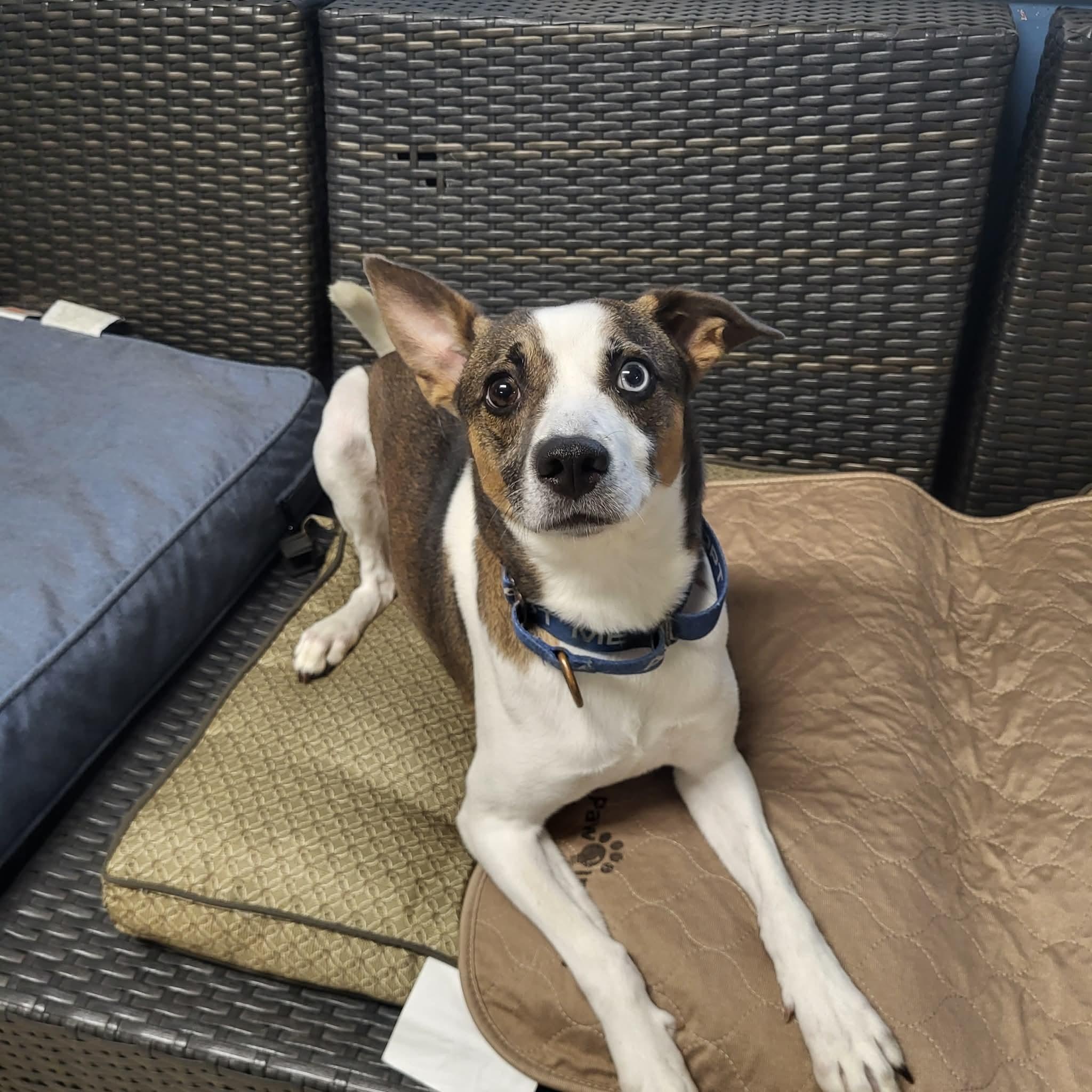 Cleo, a ADOPTABLE Mixed Breed in Sunderland, MD image 1/3