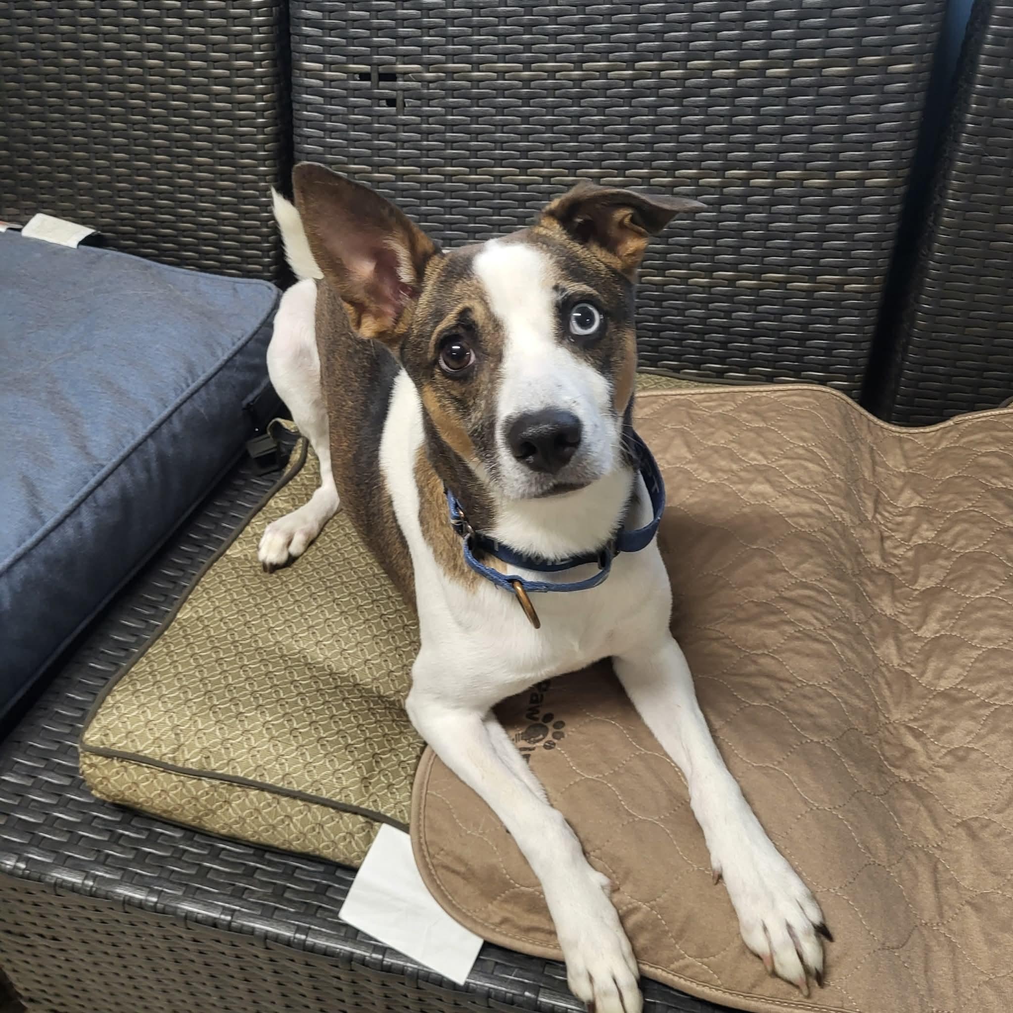 Cleo, a ADOPTABLE Mixed Breed in Sunderland, MD image 2/3