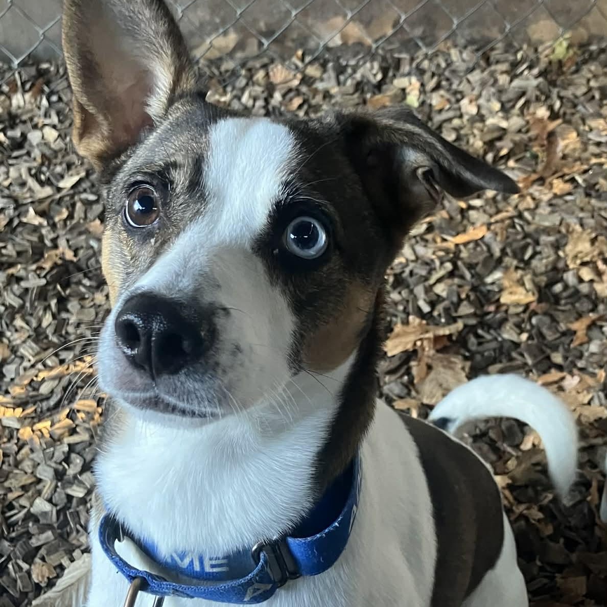 Enlarge Cleo, a ADOPTABLE Mixed Breed in Sunderland, MD image 1/4