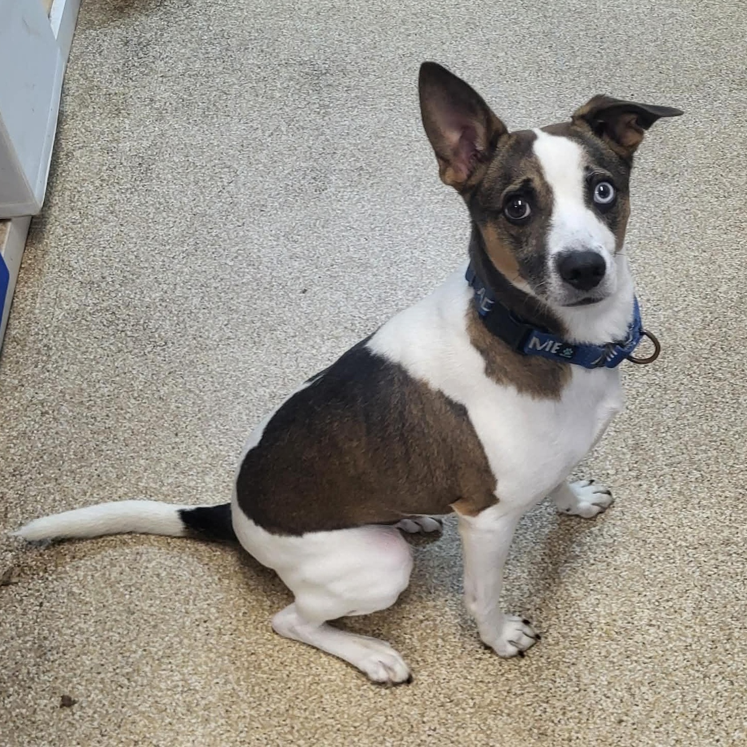 Cleo, a ADOPTABLE Mixed Breed in Sunderland, MD image 3/3