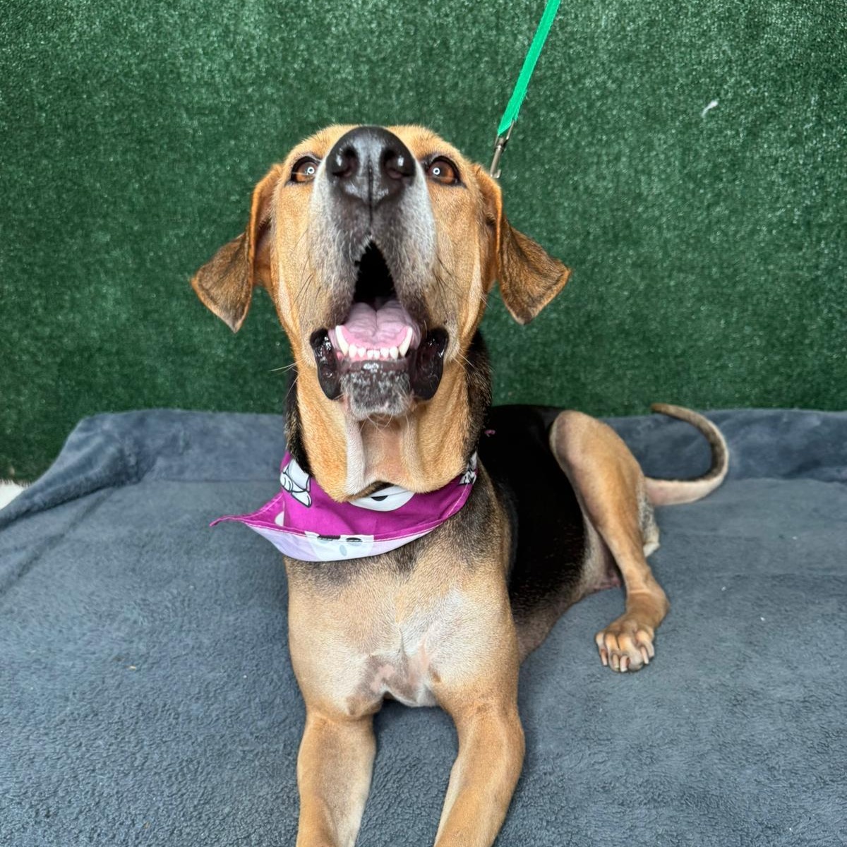 Enlarge Esme, a ADOPTABLE mixed breed in New York, NY image 3/3