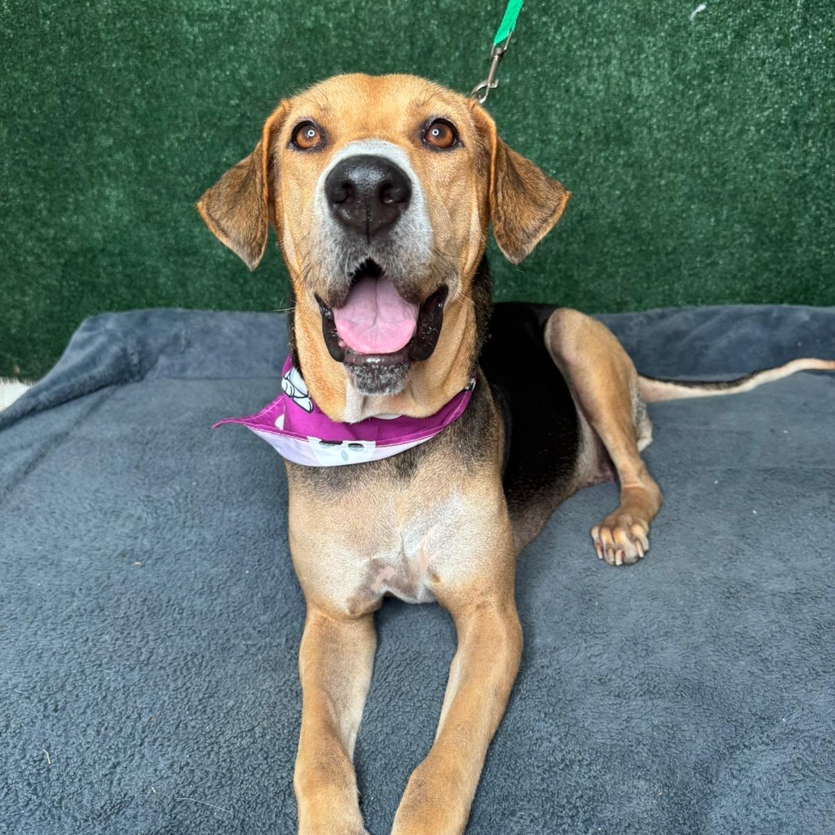 Enlarge Esme, a ADOPTABLE mixed breed in New York, NY image 2/3