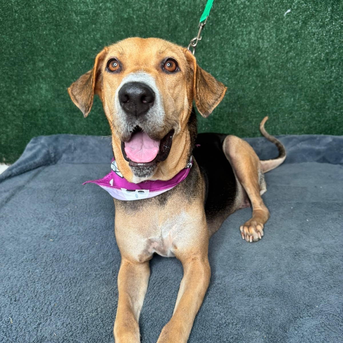 Enlarge Esme, a ADOPTABLE mixed breed in New York, NY image 1/3