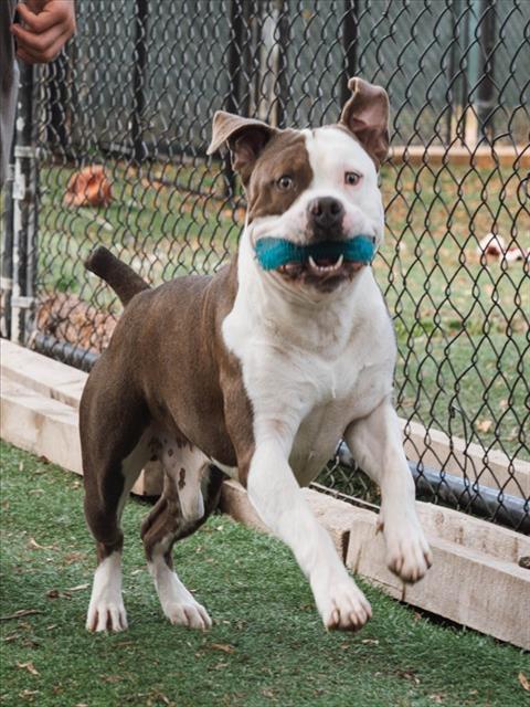 Enlarge SMOKEY, a Adoptable Pit Bull Terrier in Fremont, CA image 1/1