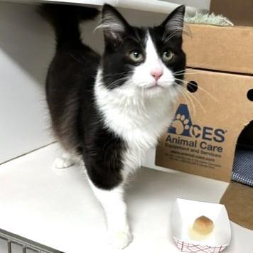 Munchkin, Adoptable, Young Male Domestic Short Hair.
