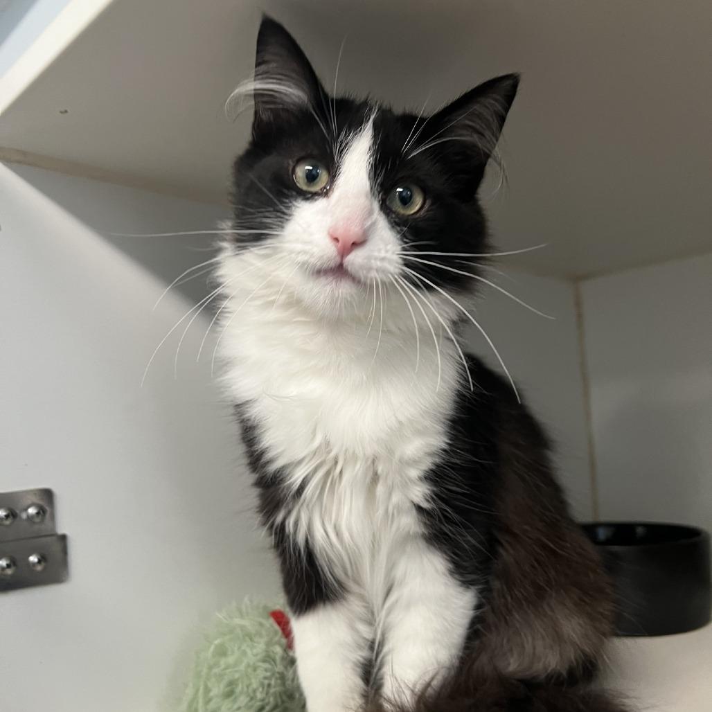 Munchkin, Adoptable, Young Male Domestic Short Hair.