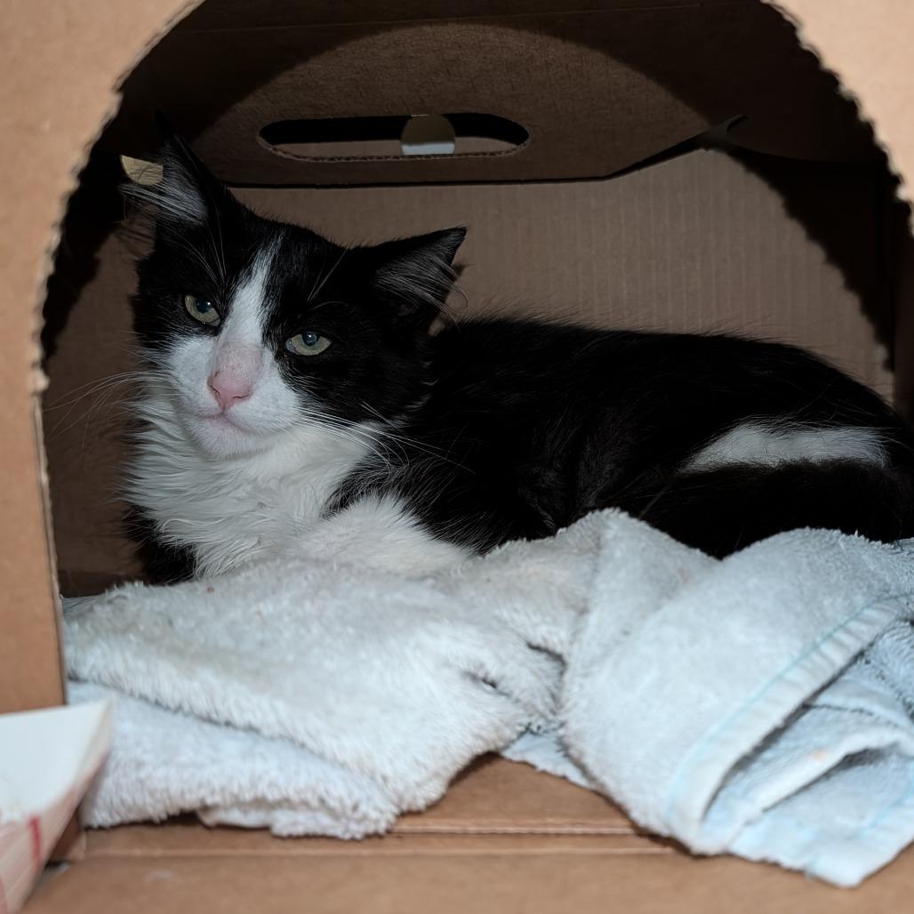 Enlarge Munchkin, a Adoptable Domestic Short Hair in Novelty, OH image 1/2