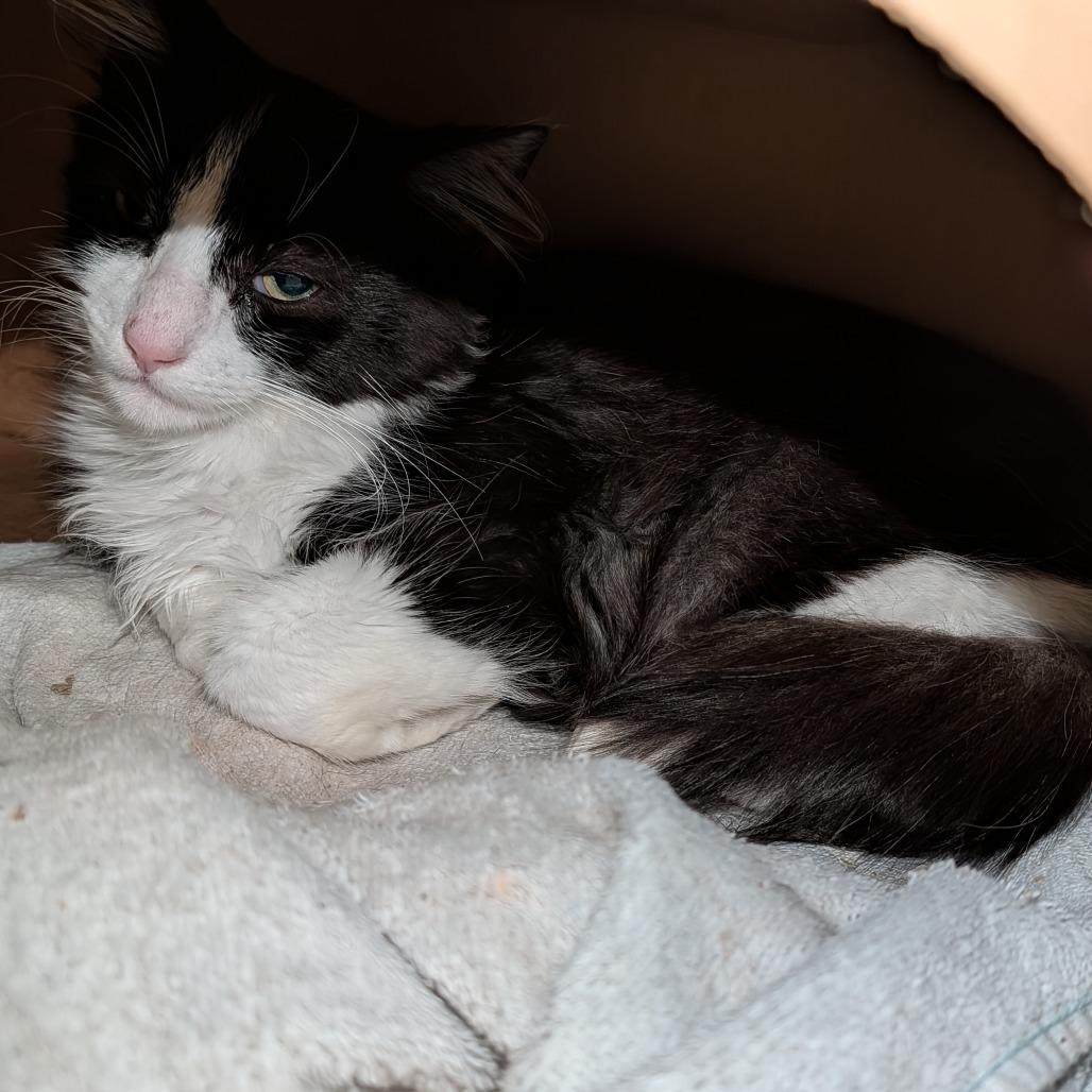 Enlarge Munchkin, a Adoptable Domestic Short Hair in Novelty, OH image 2/2