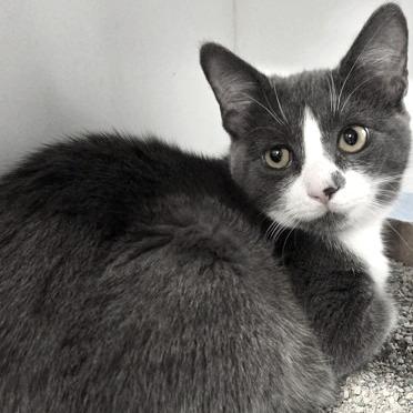 Jennifur, Adoptable, Kitten Female Domestic Short Hair & Mixed Breed.