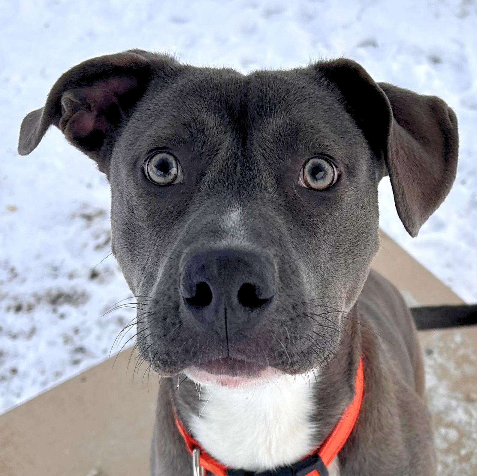 Enlarge Denim - Name Your Own Adoption Fee!, an adoptable mixed breed in Jefferson, WI image 1/1