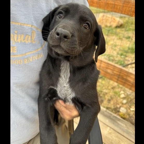 Canvas, Adoptable, Young Male Black Labrador Retriever & Golden Retriever.