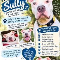 Enlarge Sully, a Adoptable Pit Bull Terrier in Sweetwater, TN image 1/6