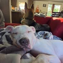 Enlarge Sully, a Adoptable Pit Bull Terrier in Sweetwater, TN image 2/6