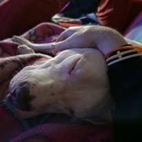 Enlarge Sully, a Adoptable Pit Bull Terrier in Sweetwater, TN image 5/6