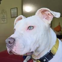 Enlarge Sully, a Adoptable Pit Bull Terrier in Sweetwater, TN image 3/6