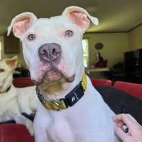 Enlarge Sully, a Adoptable Pit Bull Terrier in Sweetwater, TN image 4/6