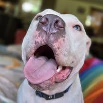 Enlarge Sully, a Adoptable Pit Bull Terrier in Sweetwater, TN image 6/6