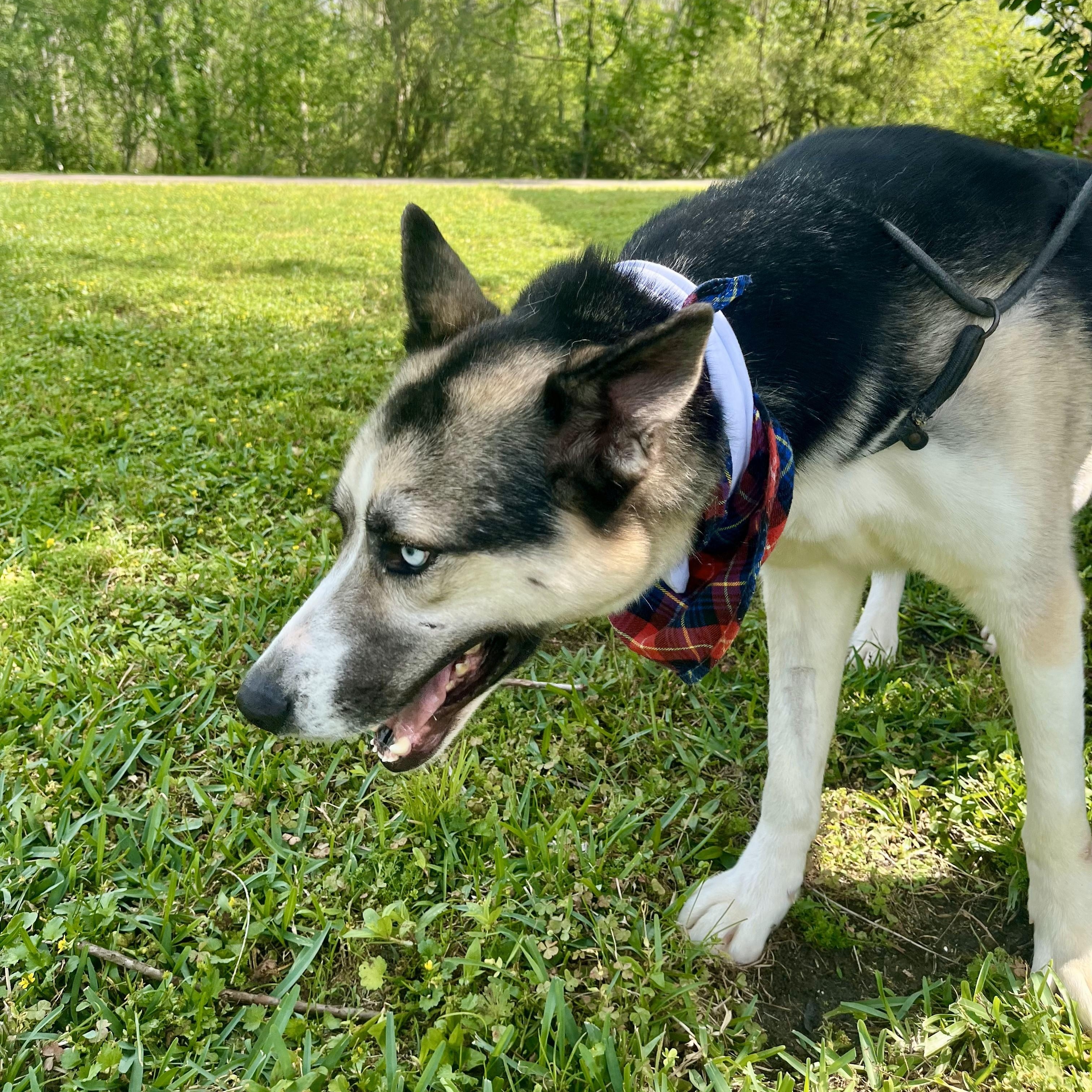 Bandelier — thumbnail 4