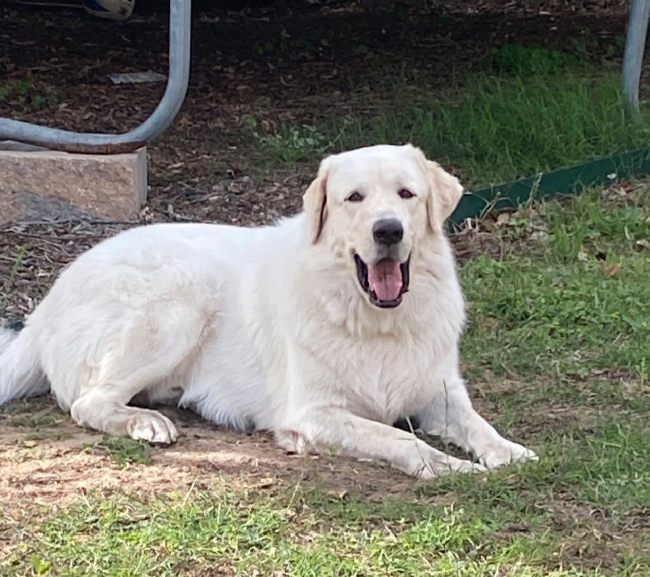 Archie