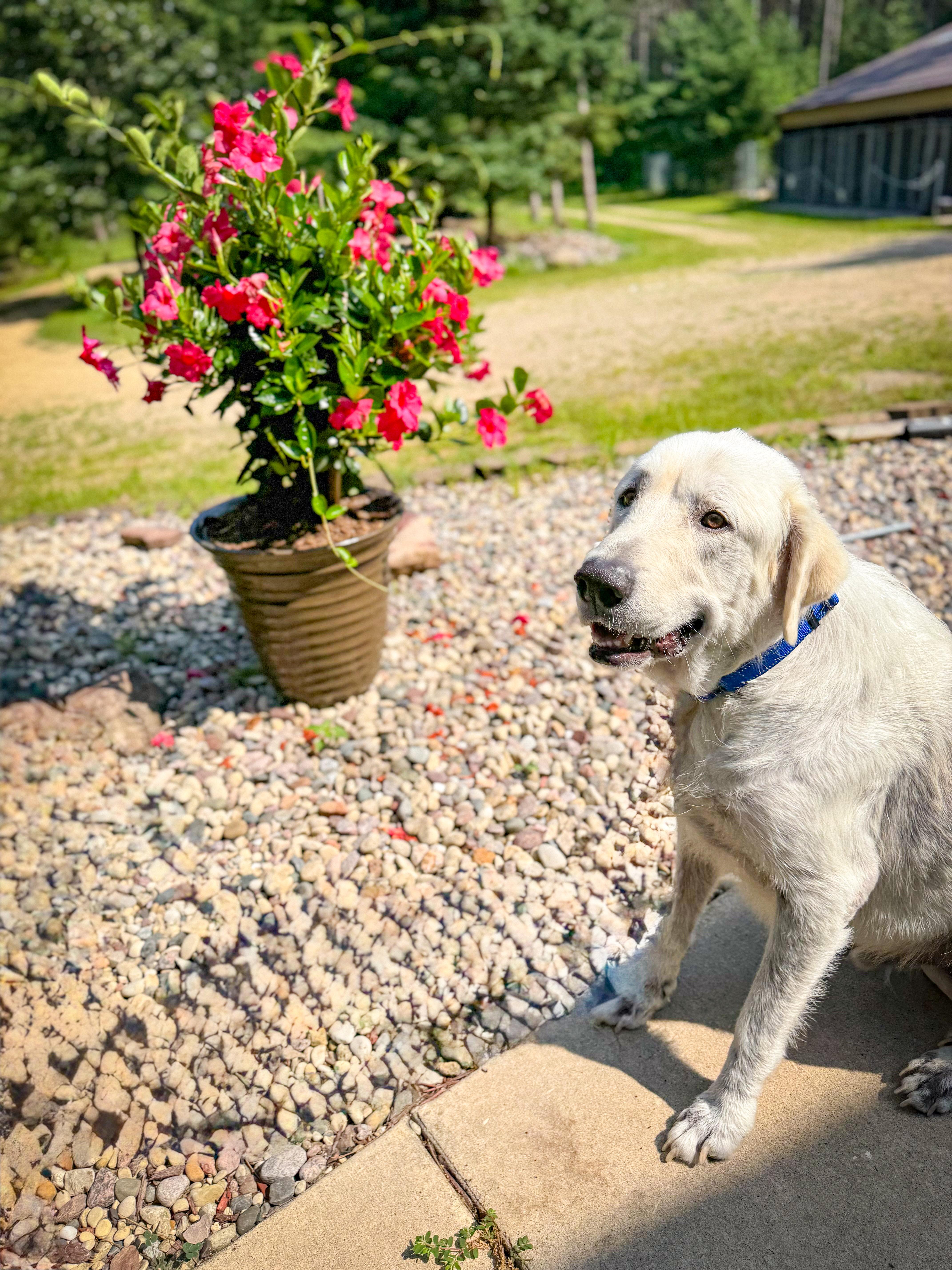 Enlarge Archie, an adopted Great Pyrenees in Neshkoro, WI image 1/4