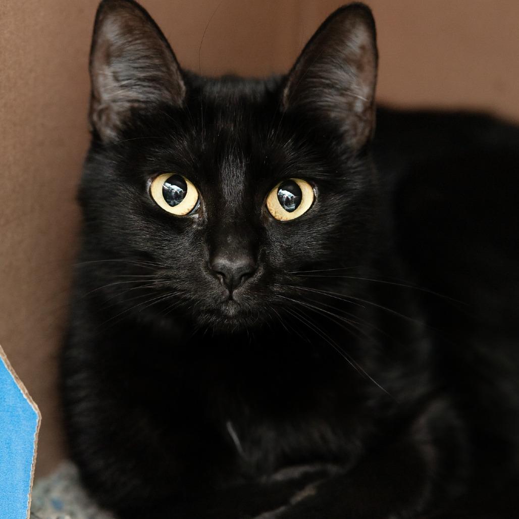 Salem- PetSmart Belleville, Adoptable, Young Female Domestic Short Hair.