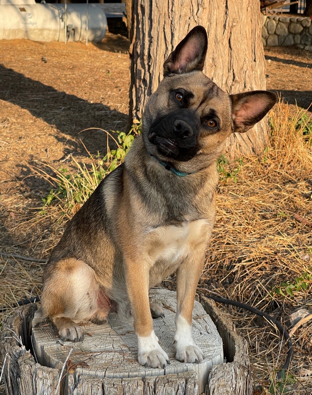 Enlarge Adorable Kobe the puggle shepherd mix, a Adoptable mixed breed in Acton, CA image 1/5